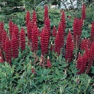  Gallery Red Lupine Perennial   4 Plants   Lupinus: Patio 