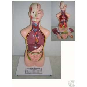 The Human Torso   Anatomical Model:  Industrial 