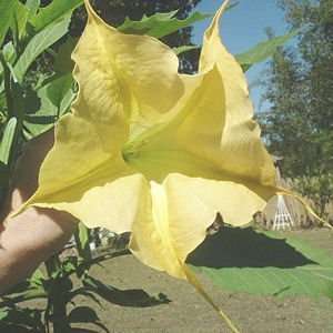   Suaveolens yellow Angel trumpet 10 seeds: Patio, Lawn & Garden