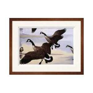  Canada Geese Landing Framed Giclee Print