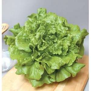  Davids Non Hybrid Organic Lettuce Concept 200 Pelleted 