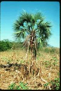 RARE Sabal rosei COLD HARDY Palm Tree FAST Mexico Plant  