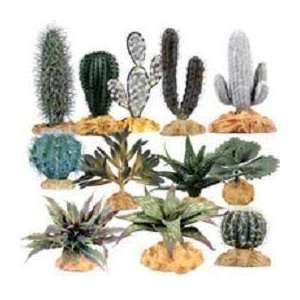  7 Inch Desert Series Terrarium Plant Kalanchoe Cactus 