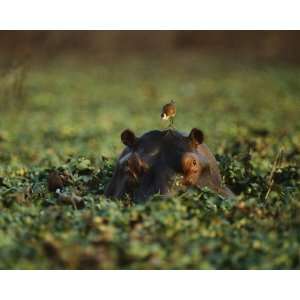  National Geographic, Bird on Hippo, 16 x 20 Poster Print 