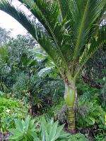KIWI Palm Shaving Brush Tree Gorgeous Cold Hardy Plant  