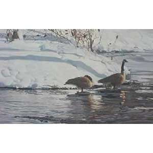  Terry Isaac   Winters Thaw Canada Geese