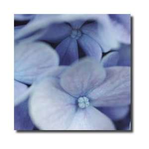 Blue Hydrangea 2 Limited Edition Print