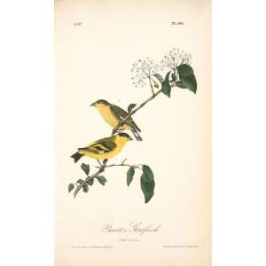   John James Audubon   32 x 54 inches   Yarrells Goldfinch. 1. Male