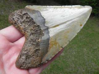 4a Megalodon Miocene Fossil Shark Tooth OCEAN FOUND   