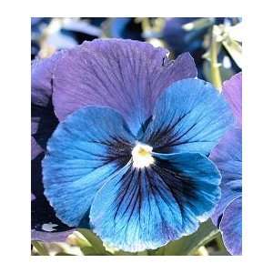  Dusky Dew Pansy Seed Pack: Patio, Lawn & Garden