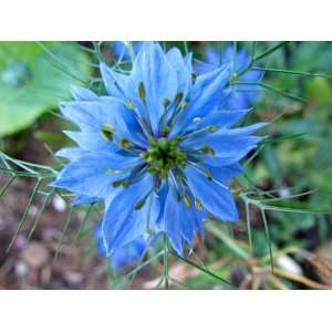 Love in a MIST Miss Jekyll Blue (Blue Flower) Nigella Damascena Flower 