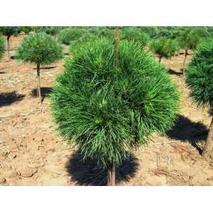  Green Globe Scots Pine 3   Year High Graft Standard Patio 