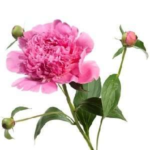  Peony Type candle & soap fragrance oil: Home & Kitchen