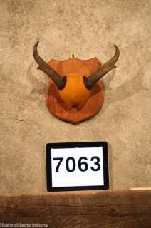 7063 Antelope Pronghorn Plaque Taxidermy Mount Horns  