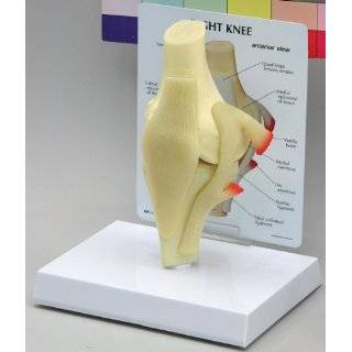 Part Human Lumbar Vertebrae Spine Set Anatomy Model  