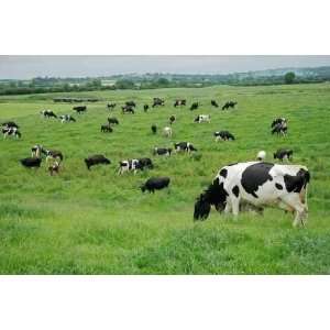  Friesian (holstein) Dairy Cows Grazing on Lush Green Pasture 