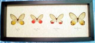 MOST BEAUTIFUL 4 RARE GLASSWING SET REAL BUTTERFLY M19  