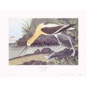  American Avocet artist J.J. Audubon 30x23