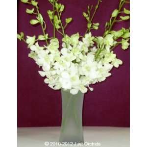 Fresh Flowers   White Dendrobium Orchids with Vase  