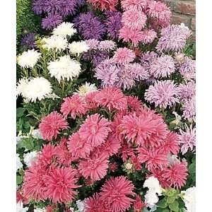  Aster, Totem Pole Mixed Colors 1 Pkt. (100 seeds): Patio 
