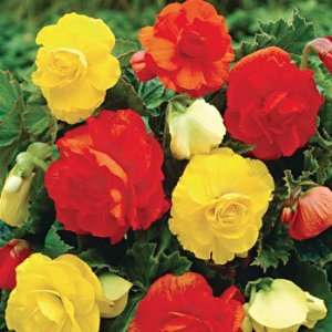  3 Mixed DOUBLE BEGONIA Tuberhybrida FLOWER BULBS Patio 