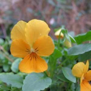  Pansy  Viola Swiss Giant  Gold  25 Seeds Patio, Lawn 