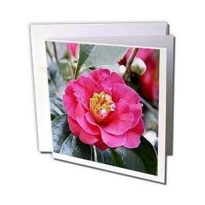 Flowers   Camellia Japonica Flower   Greeting Cards 6 Greeting Cards 