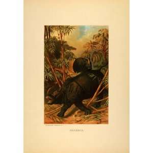  1885 Tipped In Chromolithograph Rhinoceros Jungle 