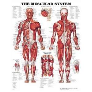  Muscular System Anatomical Chart Poster Print   20x26: Home & Kitchen