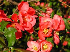 Japanese Quince, Chaenomeles japonica, Tree Seeds (Hardy, Fragrant 