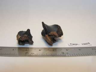 Dinosaur Fossil Triceratops Teeth (2) ckp1925  