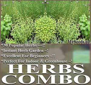 31 X HERBS COMBO ITALIAN BASIL CATNIP CHIVES LEMON DILL  