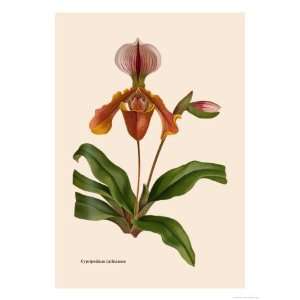 Orchid Cypripedium Lathianum Botanical Giclee Poster Print by William 