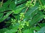Coffee arabica Nana DWARF COFFEE PLANT Seeds  