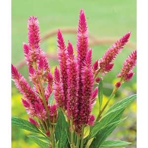  Celosia, Pink Candle 1 Pkt. (150 Seeds) Patio, Lawn 