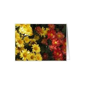  Red and Yellow Chrysanthemum Flowers, Mums, Blank Card 