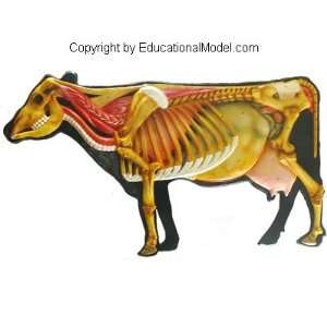 Left Lateral View of Cow Body 3D Veterinary Model Anatomical 