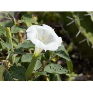 Sacred Datura, a Hallucinogenic and Poisonous Native Plant, New Mexico 
