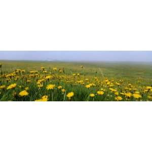  Panoramic View, Corn Marigolds, Fair Isle, Shetland 