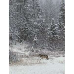  Gray Wolf, Canis Lupus, Walks in a Wintry Snow Filled 
