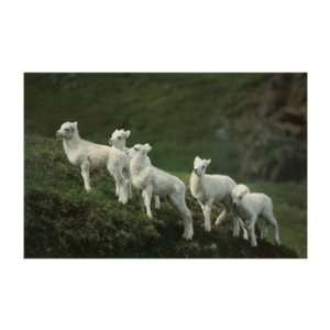  Dall Sheep Lambs, Animals Note Card by John Warden, 7x5 