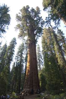 GIANT SEQUOIA TREE SEEDS  Sierra Redwood, FRESH LARGEST  