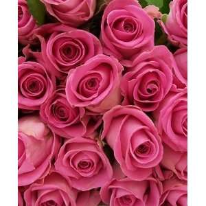 Send Fresh Cut Flowers   200 Long Stem Pink Roses  Grocery 