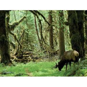 Brewster Phoenix 99453 Pre Pasted Non Woven Mural Caribou, 8 Foot x 10 