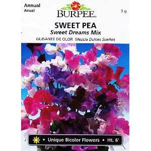  Burpee Sweet Dreams Mix Sweet Pea   40 Seeds: Patio, Lawn 