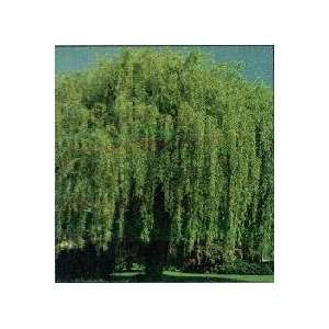  Weeping Willow Tree, Hardy Green, 36 48 inch Tall Patio 